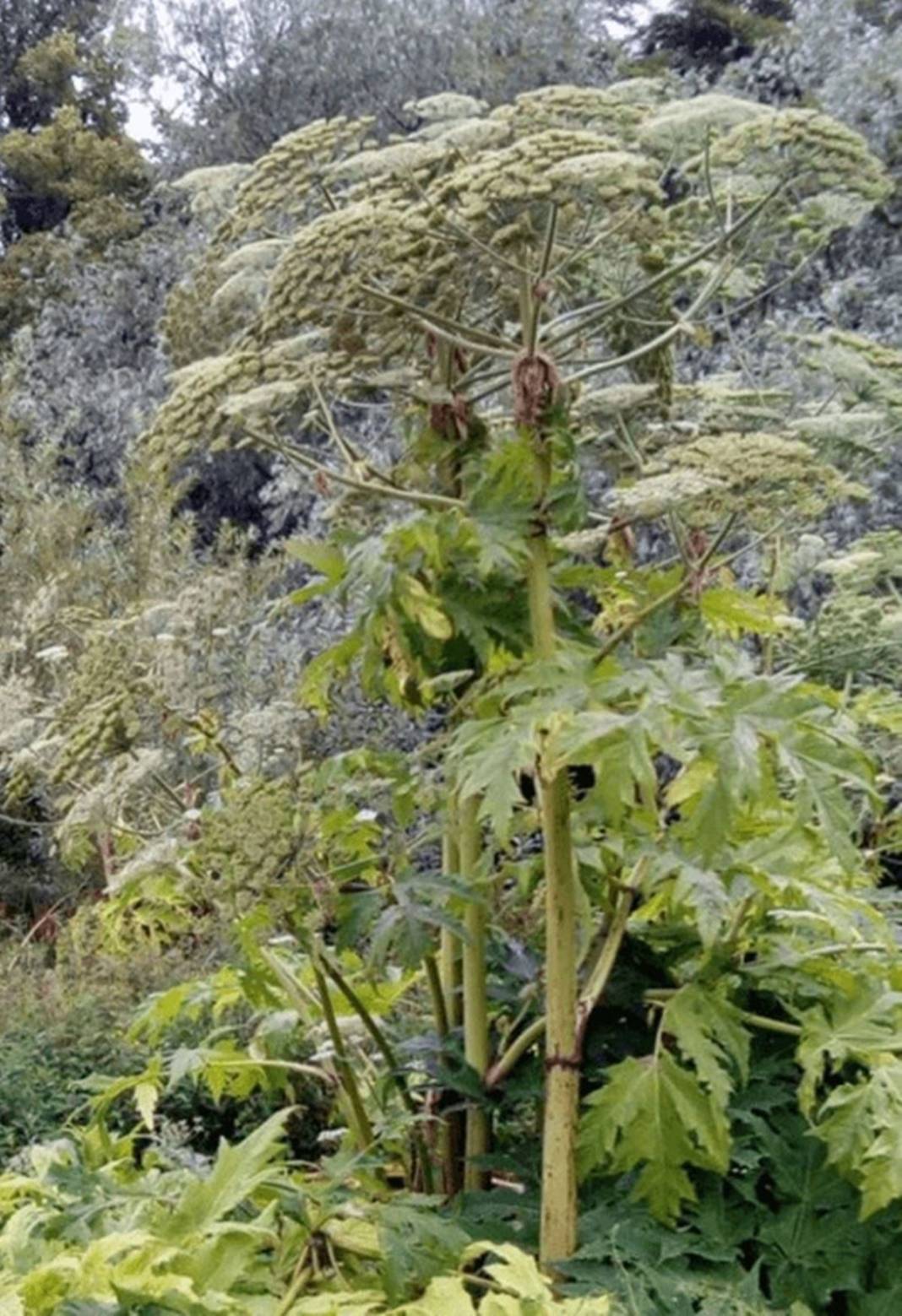 Bu otun sadece yanından geçti, hayatı karardı! Bir ömür onunla yaşayacak, kabus gibi 9